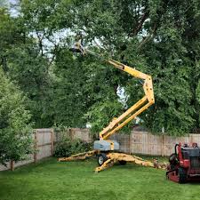 Professional Tree Services in Lyndhurst, OH