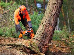 How Our Tree Care Process Works  in  Lyndhurst, OH