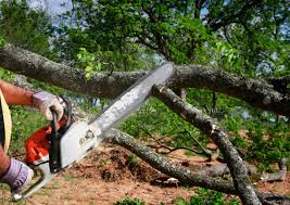 Best Tree Maintenance Programs  in Lyndhurst, OH